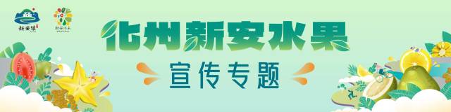 黄皮、番石榴、红杨桃熟了，来化州新安品尝夏天的清甜