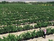 沿着总书记的足迹·宁夏篇：努力建设黄河流域生态保护和高质量发展先行区