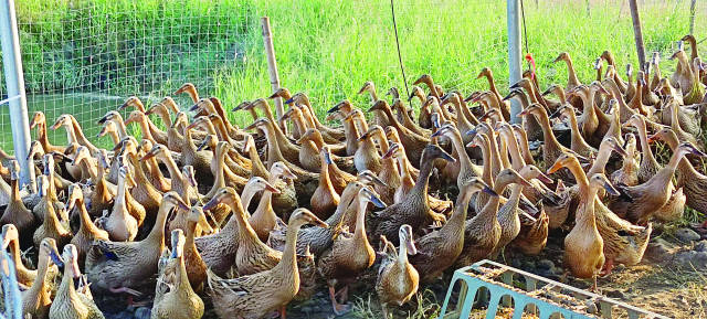 油麻地村擴大麻雀羽鴨養殖規模，做大做強“考洲洋海鴨蛋”品牌。