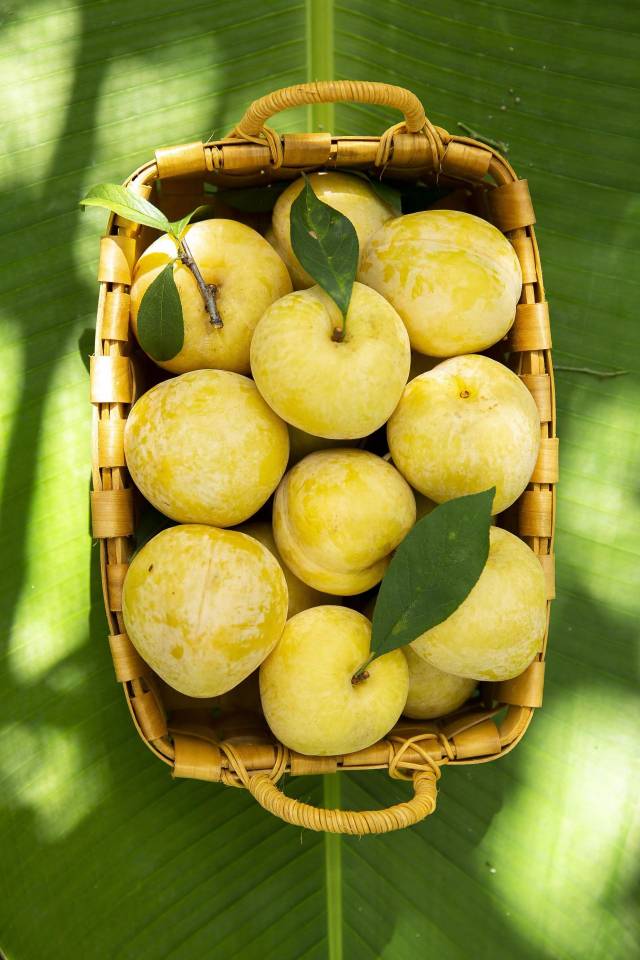 一树黄金等你来我在乐昌有棵黄金树认养启动