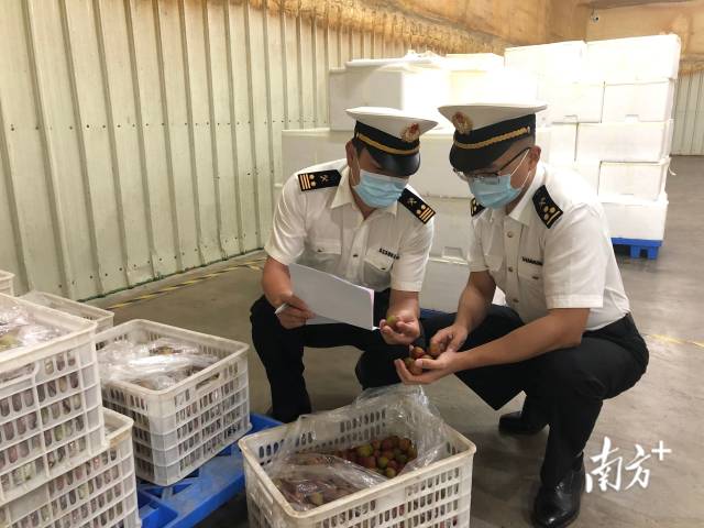 海关工作人间对出口的荔枝进行检疫检验 海关工作人间对出口的荔枝进行检疫检验