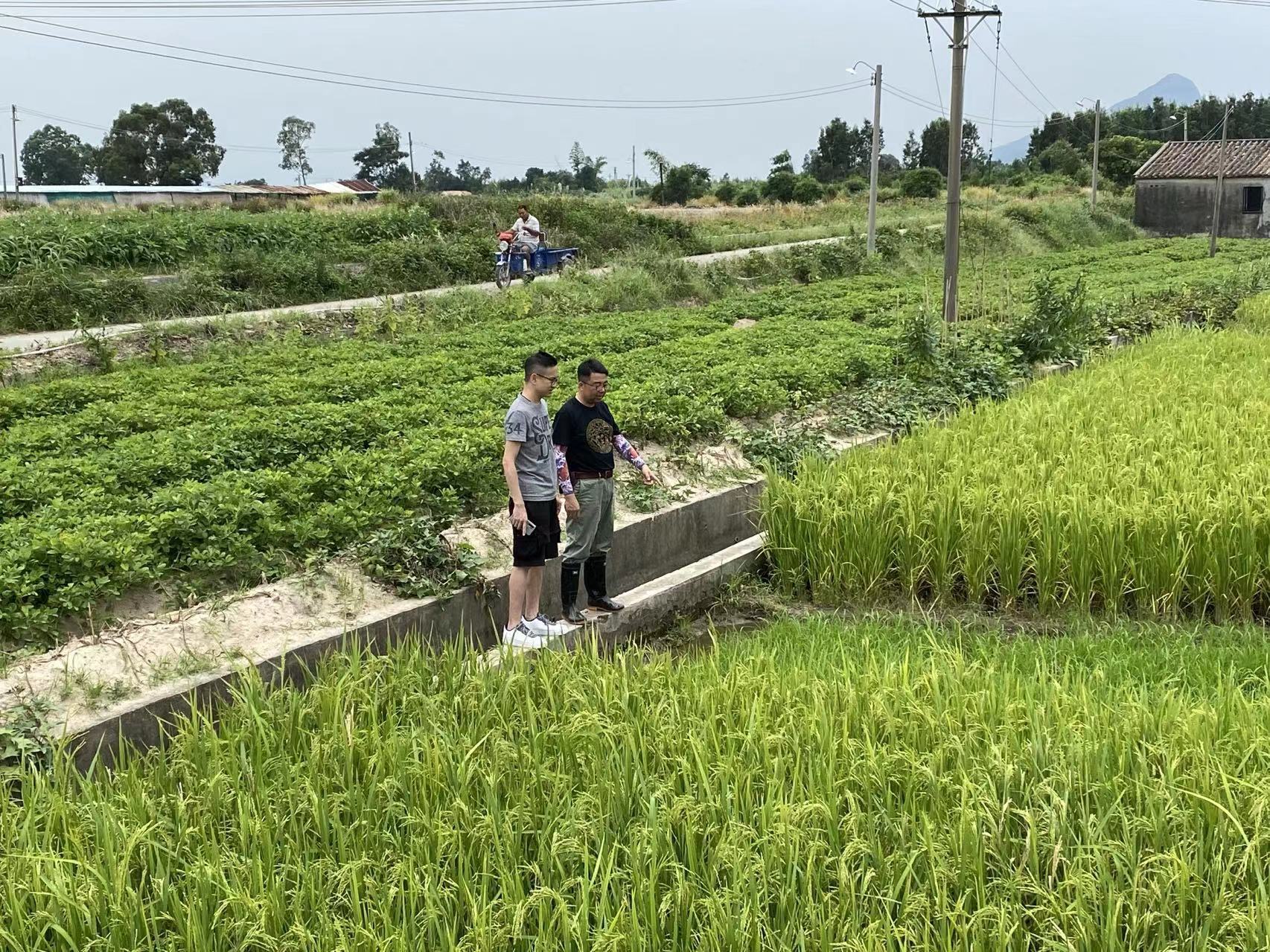 何定国在高明农田里作业。受访者供图 何定国在高明农田里作业。受访者供图