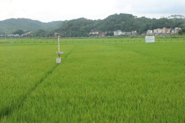 百亩连片丝苗米基地。 百亩连片丝苗米基地。