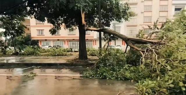 阳春市部分路段树木被台风吹倒，横跨在马路上。图片来源于网络