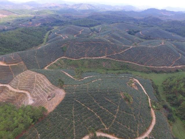 惠来县凤梨省级现代农业产业园鸟瞰图