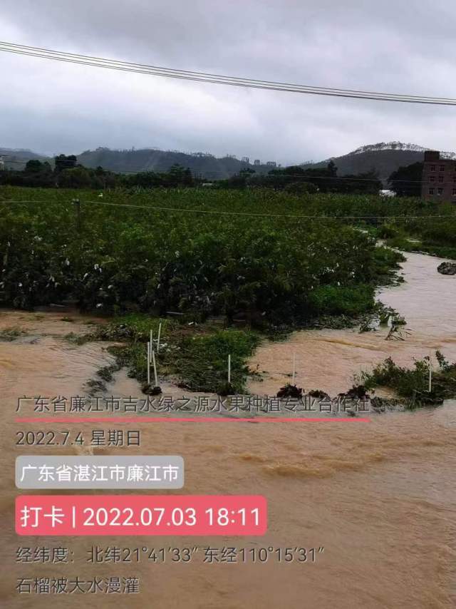 “暹芭”致25.72万亩早稻受灾！湛江市积极开展农业救灾复产工作