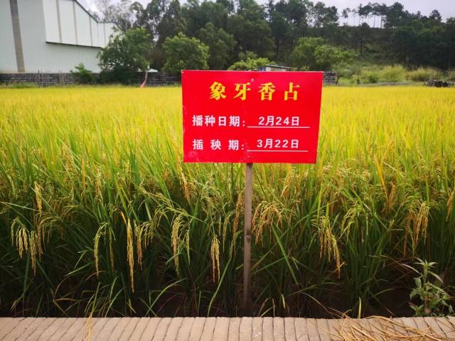 海丰县后林村的水稻种植基地成功抵抗住了“暹芭”