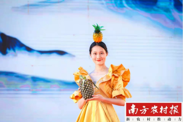 “网络节+云展会”现场展示的惠来凤梨 “网络节+云展会”现场展示的惠来凤梨