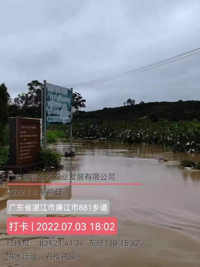 廉江市吉水镇江头村“一村一品”番石榴基地受浸。受访者供图