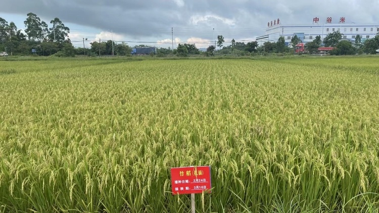 海丰这个村，百亩稻田在“暹芭”中坚挺！专家分析，原因是......
