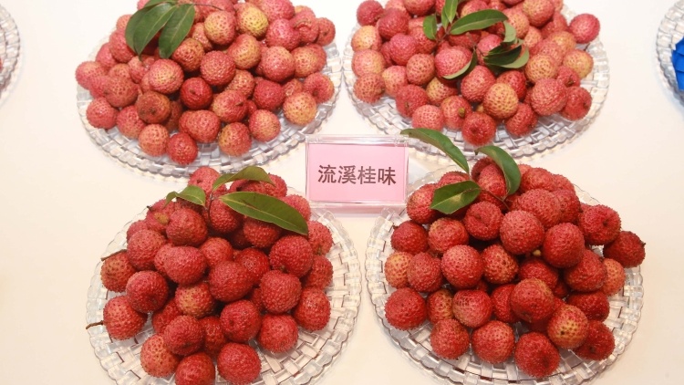 从化荔枝节开幕！荔枝“花活”频现，元宇宙虚拟直播、“花时间”文旅小程序上线......