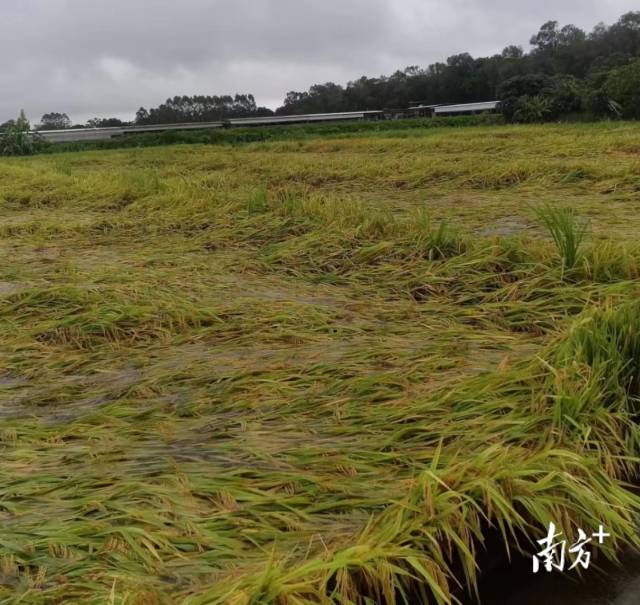 农服组织：抢好这茬抓紧投入下一茬