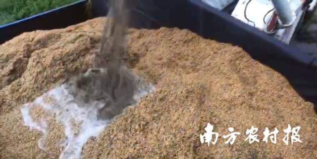 稻田积水过多，收割的水稻泡水。