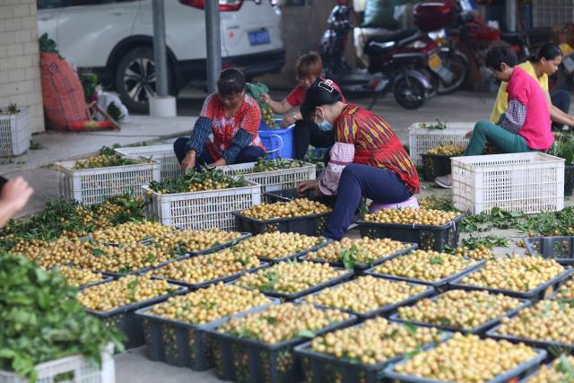 视觉|黄皮满枝头，果农甜心头