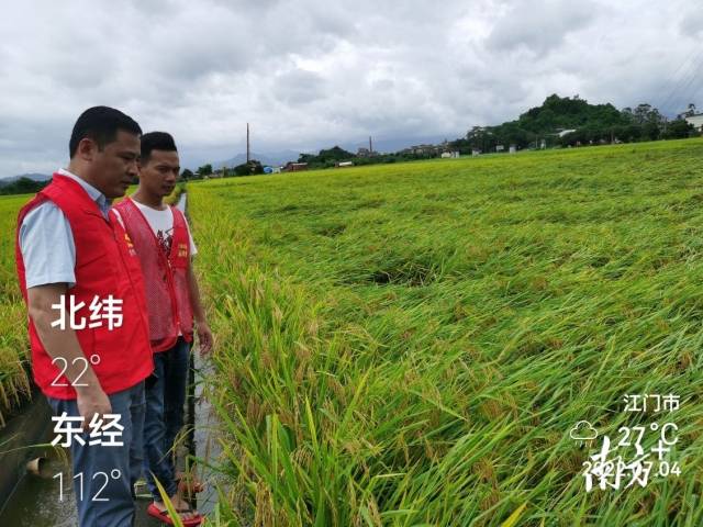 省市联动，江门120万亩早稻灾后复产有序开展 