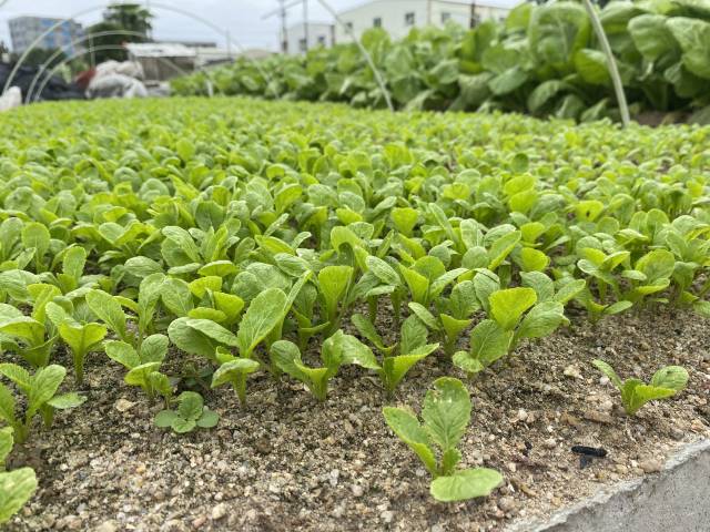 畝產值10萬元澄海種田如繡花造就蔬菜億元村