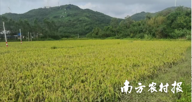 茂名电白马踏镇，台风过后，一片淹过的早稻未出现倒伏。  