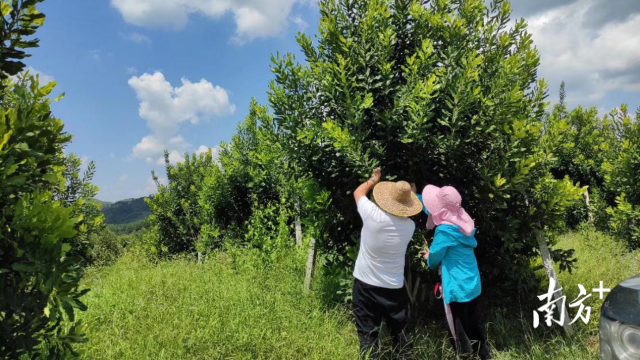 看准商机返乡种果，富了群众、绿了荒山｜阳春市夏威夷果产业园系列报道②