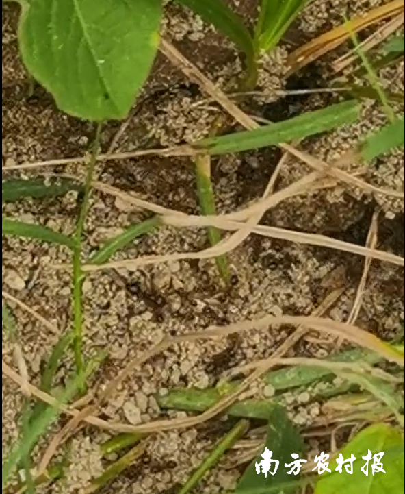 台风过后红火蚁搬家，怎么办？