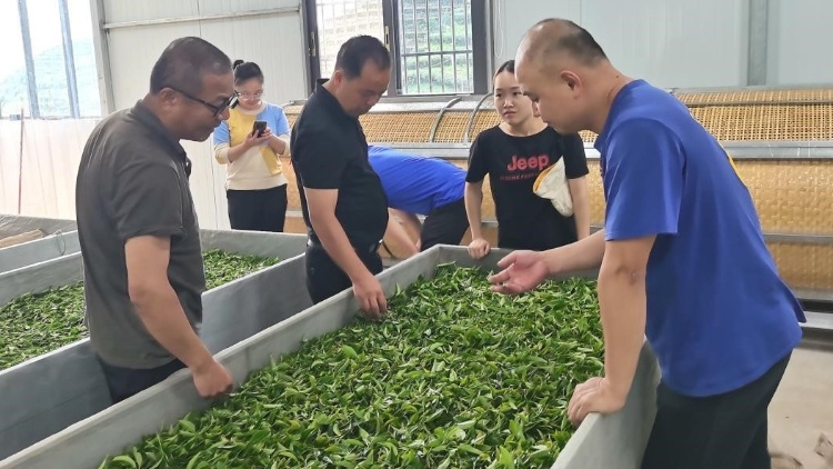 省农科院专家赴揭西开展茶叶加工技术指导