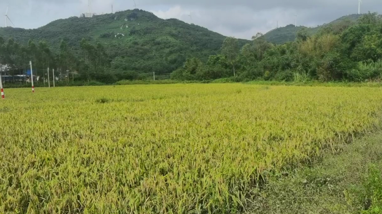 超强台风过境，一大片水稻竟然屹立不倒