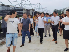 看准商机返乡种果，富了群众、绿了荒山| 阳春市夏威夷果产业园系列报道③