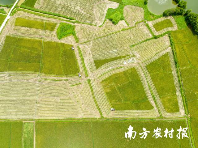 图集丨用线条作画，在稻梦空间里看见揭西