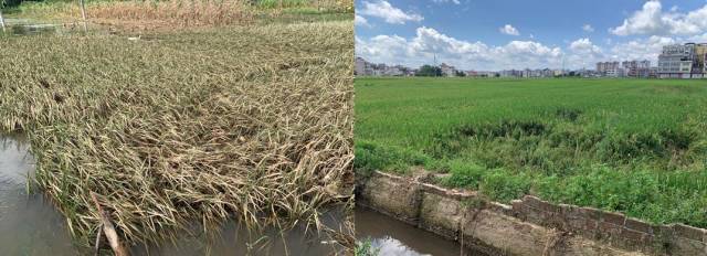省农科院专家赴河源指导水稻灾后复产