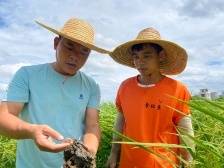 漠阳人物|“虫博士”陈兴汉：让稻田爬满“软黄金”