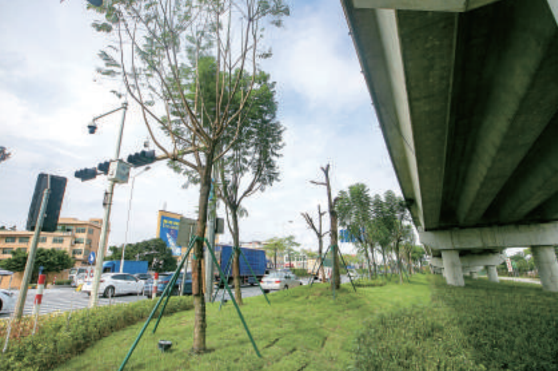 伦教街道南水立交桥下空间景观提升项目完工。珠江商报记者 朱德文 摄