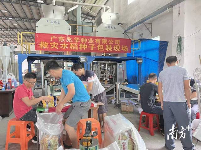 广东兆华种业有限公司对救灾水稻种子进行包装。  受访者供图