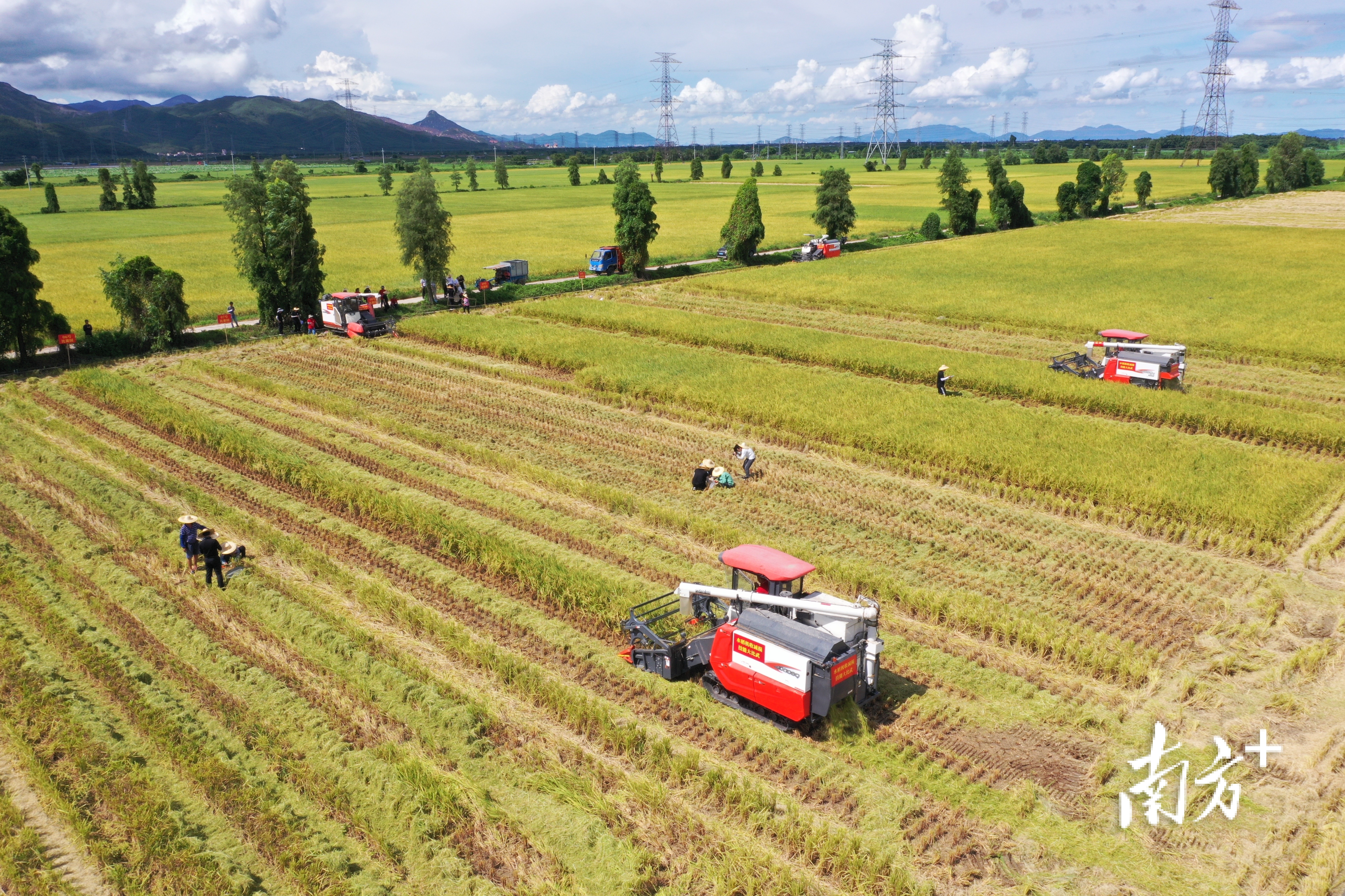 台风来临前，江门台山都斛镇组织农机手收割成熟的水稻。  南方+ 杨兴乐 拍摄