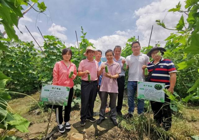 哪个节瓜品种适宜广州夏季种植？​