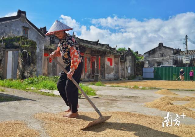 视界|夏天我能想到最浪漫的事 就是和你一起去割水稻-广东省农业农村