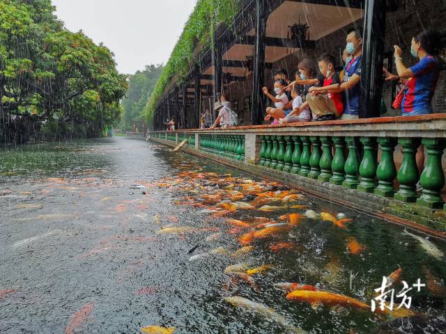 7月2日,廣州寶墨園,遊客在雨中欣賞錦鯉. 健仔 攝