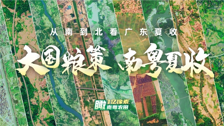 1亿像素“瞰”南粤夏收！一起沉浸式打卡2022年限定版广东稻香
