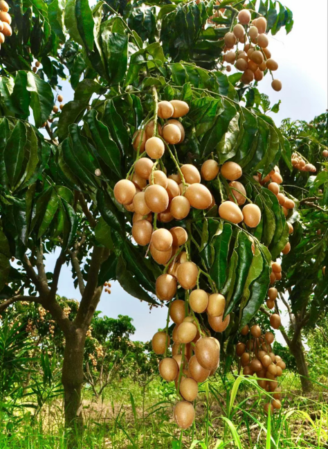 金灿灿的黄皮。