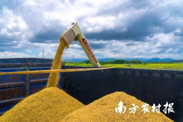 通过实施多项优惠举措，省农担公司助力全省夏粮丰收实现。图为揭阳市揭西县夏粮丰收现场。 