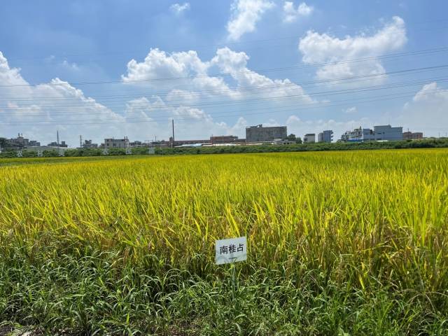 南方农村报 郑建斯 拍摄
