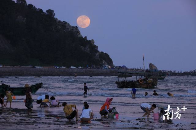 茂名市电白区澳海，超级月亮从海面升起，人们在海边赶海赏月。南方拍客 阿响 摄