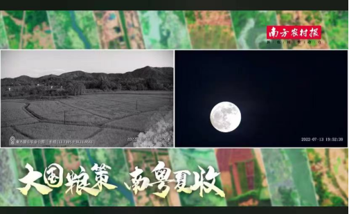 晚霞、繁星、“超级月亮”……逛稻田是夏天的正经事