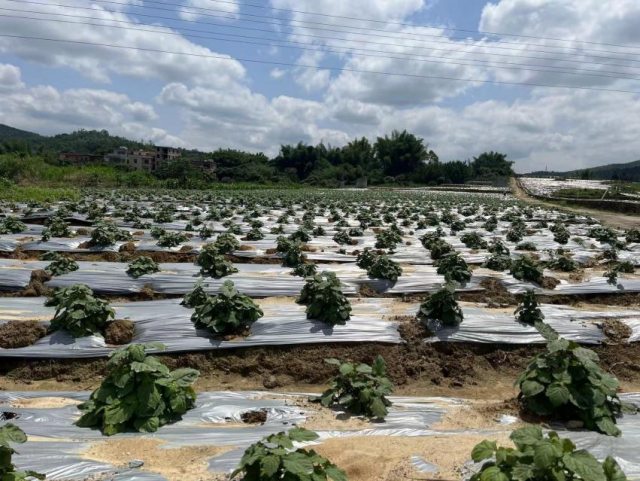镇安镇河东村的广藿香种植基地.伍思懿 摄