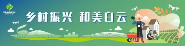 夏日麦儿黄，芬芳醉江高！白云区供销联社峡石村800亩水稻完成收割