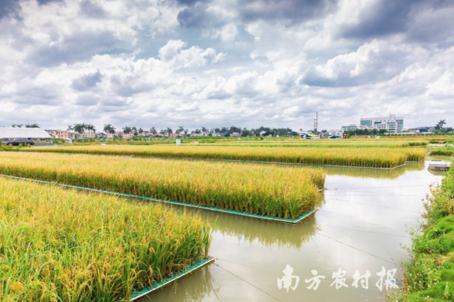 水稻又是广东的第一大粮食作物,产量分别达到420万吨(淡水养殖产量)
