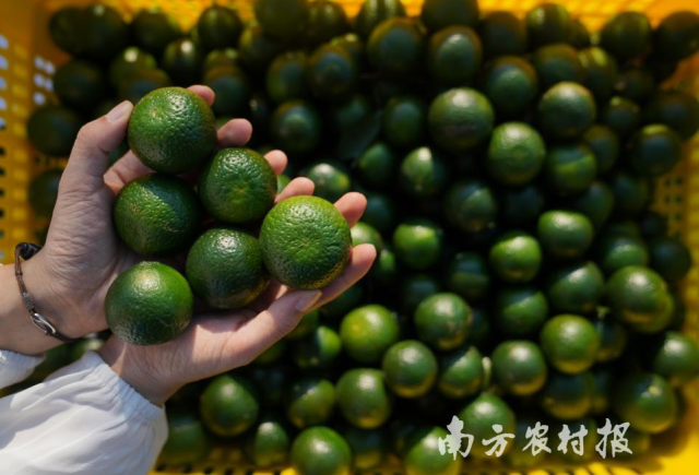 又是一年柑香茶醇！新会小青柑采摘加工正旺，青果价格稳中有升