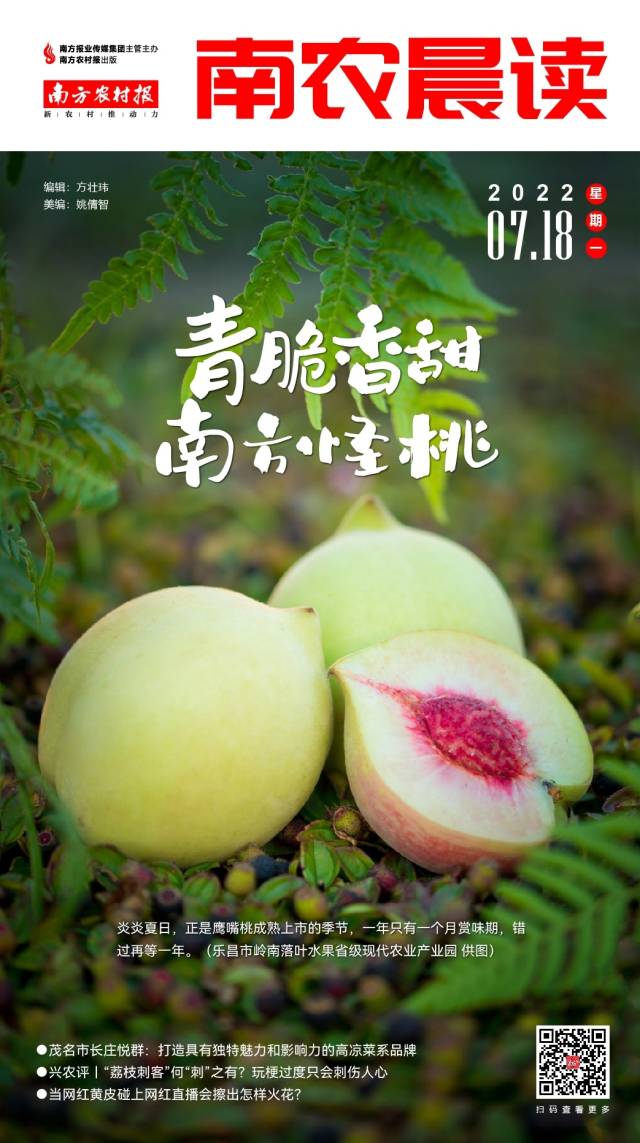 南农晨读 丨 青脆香甜 南方怪桃