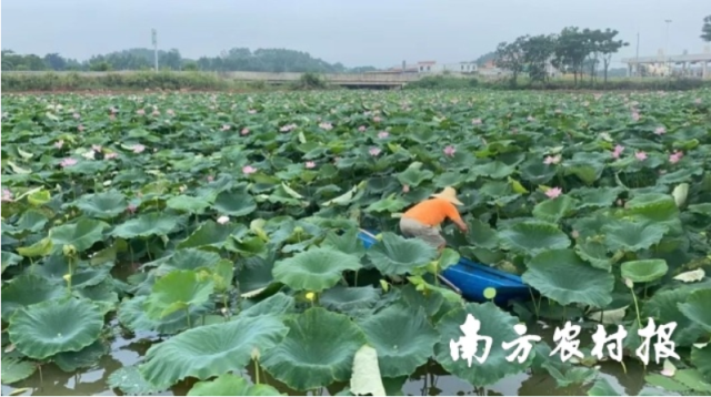 荷鱼共生生态景观区。