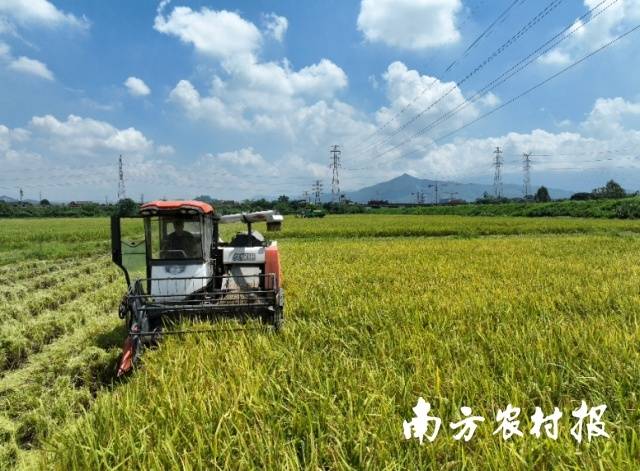 博罗县丝苗米产业园种植基地开镰收割 南方农村报 蔡思宇 拍摄