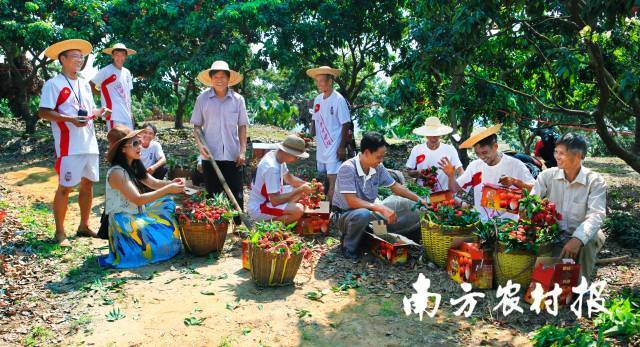丹果满筐荔农喜