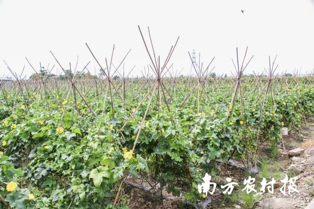 南湾蔬菜种植基地